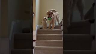 Cute playful moment between mother dog and puppy #cutedogs #dogshorts #goldenretriever