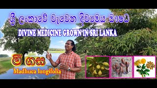 මී ගස-Mee  Gasa (Madhuca longifolia)