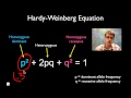 Solving Hardy Weinberg Problems