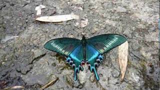 20110510Papilio maackii Menetriesミヤマカラスアゲハ春型オス・メス.MPG