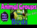 ANIMAL GROUPS 🦜 BIRDS for kids by Miss Ellis #birds #animalclassification