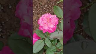 秋バラ「聖火」／JAPANESE ROSE \