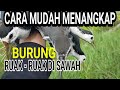 MAU TAU...? CARA menangkap burung RUAK RUAK burung sawah pakai jaring dengan mudah