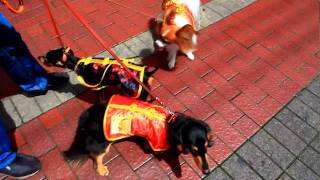 2010.07.14 チャイナ服を着て横浜中華街を散歩する犬達