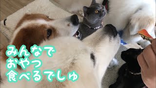 《わんこ＆にゃんこのお友達》 greatpyrenees ピレバニ グレートピレニーズ