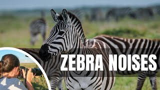 🦓 What sound does a zebra make?