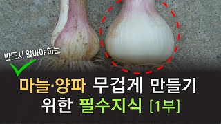 월동기 마늘양파 재배 관리법 (작물교육-마늘양파-1부)