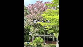 20220416🌸屯門 | 楊小坑錦簇公園 | 儀花