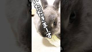 ネザーランドドワーフのラルフローレンくん🐰 #うちのうさぎ #petrabbit #うさぎ #rabbit #うさぎとの生活 #子うさぎ #bunny #うさぎチャンネル #かわいい