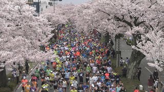 日立さくらロードレース  4年ぶり　満開の桜の下 １万人が力走