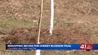 Tree planting begins at Coleman Hill Park to revitalize the Cherry Blossom Trail in Downtown Macon