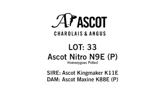 Ascot Nitro N9E LOT 33 Homozygous Polled