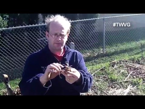 Tips on Growing Brussels Sprouts Beets in Large Container & more The Wisconsin Vegetable Gardener Tips on Growing Brussels Sprouts Beets in Large Container & more The Wisconsin Vegetable Gardener