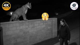 TOP 100 MOST BRUTAL WILD ANIMAL ENCOUNTERS CAUGHT ON CAMERA