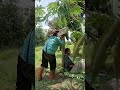 Oh no!!🤣🤣🤣 #funny #funnyclips #ขำขัน #555 #comedy #farming #trending #papaya #papayatree