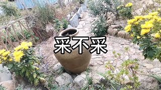 我问你：路边的野花，你采不采