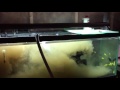 the best way to cycle your new aquarium