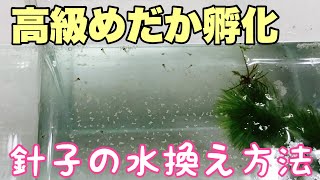 高級めだかが孵化！針子の水換えの仕方も紹介