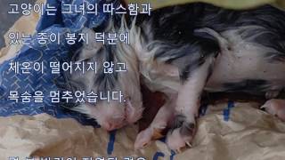 감동 탯줄이 붙은 고양이가 숨을 거두었 있었기 때문에 안아 올려 한     기적