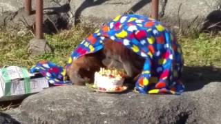 浜松市動物園オランウータン✨バリ♥クリスマス会🎵