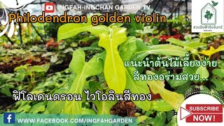 philodendron golden violin ฟิโลเดนดรอน ไวโอลินสีทอง@สวนอิงฟ้าอิงจันทร์