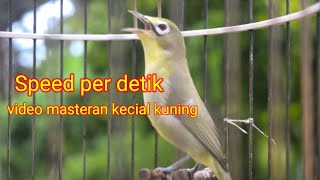 masteran kecial kuning speed per detik || masteran kecial juara