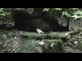 山中湖 大洞の泉のヤマガラ（幼鳥）とヒガラとコガラの水浴び　その１（4k動画）