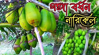 গঙ্গা বর্ধন নারিকেল কিভাবে চিনবেন  (GANGA BARDHAN COCONUT TREE.  Contact no 7699471583)