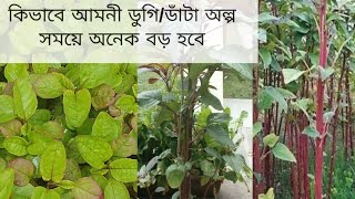 Shoker bagan2020.কিভাবে আমনী ডুগি/ডাঁটা শাক অল্প সময়ে অনেক বড় হবে