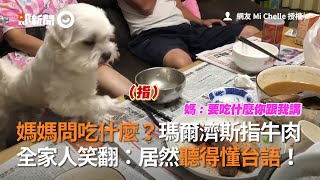 媽媽問吃什麼？瑪爾濟斯指牛肉！全家人笑翻：居然懂台語｜寵物｜狗｜台語嘛會通