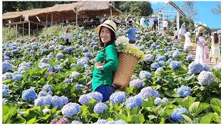 ทุ่งดอกไฮเดรนเยียซัง..👍 สวยมาก อากาศดี 📣 หนาวนี้ต้องไปค่ะ อยู่ที่เชียงราย