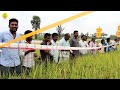 usha high yield paddy farming తినడానికి అనువైన ఉష సన్నరకం వరి shiva agri clinic