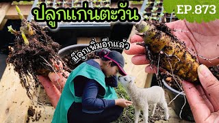 ปลูกต้นแก่นตะวัน ของฟรีแม่ค้าบัวหิมะให้มา (มีลูกเพิ่มแล้ว 1) How To Grow Jerusalem artichokes