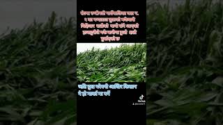 रोल्पा रुन्टीगढी गाउँपालिका मा  मकैबारी बिहिवार रातीको पानी संगै आएको हावाहुरीले मकै सखाप बनाएकोछ