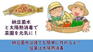 ゆっくり家庭菜園　納豆菌水を作り、散布することで、土を健康にして野菜を元気にしましょう。この猛暑は太陽熱消毒に最適ですよ、利用しましょう