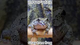 【虫注意】ハイイロアマガエルにコオロギ与える🐸