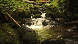 Clear running water in the forest - water sounds for relaxation, meditation, rest, sleep