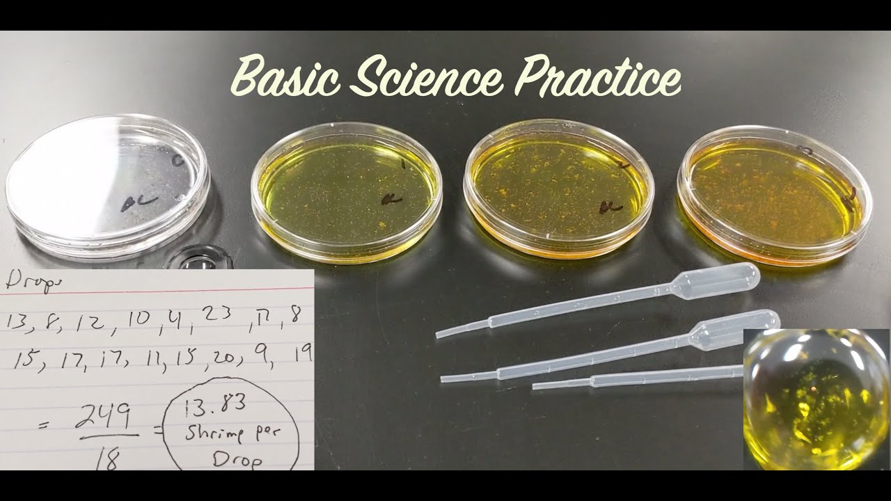 Brine Shrimp Lab 2 -- Effects Of Food Coloring On Hatch Rate - YouTube