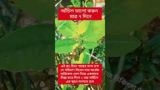 রাং চিতা গাছ #shorts #shortvideo #shortsviral #trending #trendingshorts #viralshort #viral