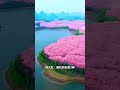 比日本櫻花還美麗的地方，就在中國貴州安順 tour chinatravel travel trending scenery trendingshorts shorts tiktok