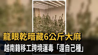 龍眼乾暗藏6公斤大麻　越南籍移工跨境運毒「還自己種」－民視新聞