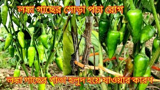 বুলেট লঙ্কা চাষ পদ্ধতি || লঙ্কা গাছের পাতা হলুদ হয়ে যাওয়ার কারণ প্রতিকার || Ami Krishak Bandhu