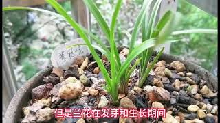 阳台养兰，如何更好的掌握浇水技巧？5个建议需遵循