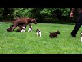 german pointer puppies compilation