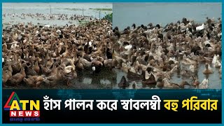 বিস্তীর্ণ চলনবিলে বাণিজ্যিকভাবে হাঁস পালন করে স্বাবলম্বী বহু পরিবার | ATN News