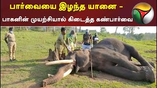 பார்வையை இழந்த யானை - பாகனின் முயற்சியால் கிடைத்த கண்பார்வை | #Elephant