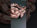 Boa Constrictor Normal Female 1 #shorts