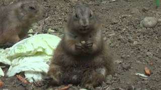 羽村市動物公園　プレーリードック  Prairie dock