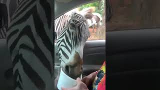 Zebra Steals Food!