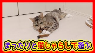 床に転がりながらまったりねこじゃらしで遊ぶ猫が可愛い。